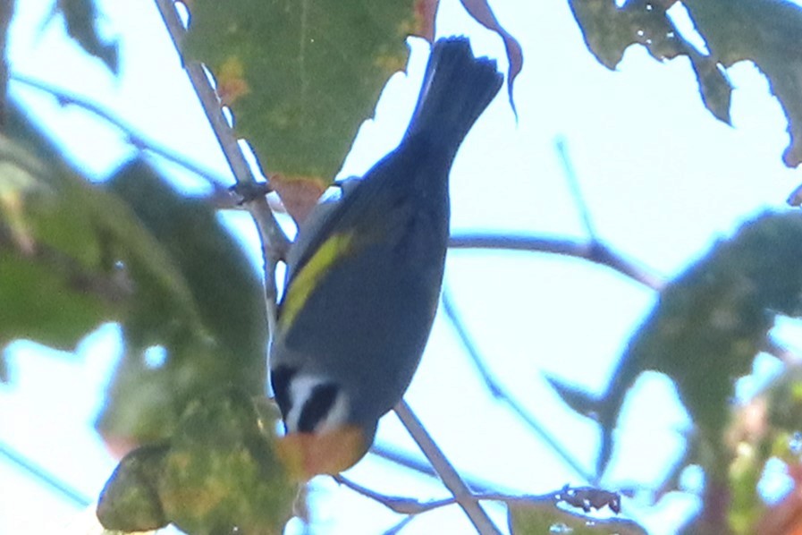 Golden-winged Warbler - ML643698903