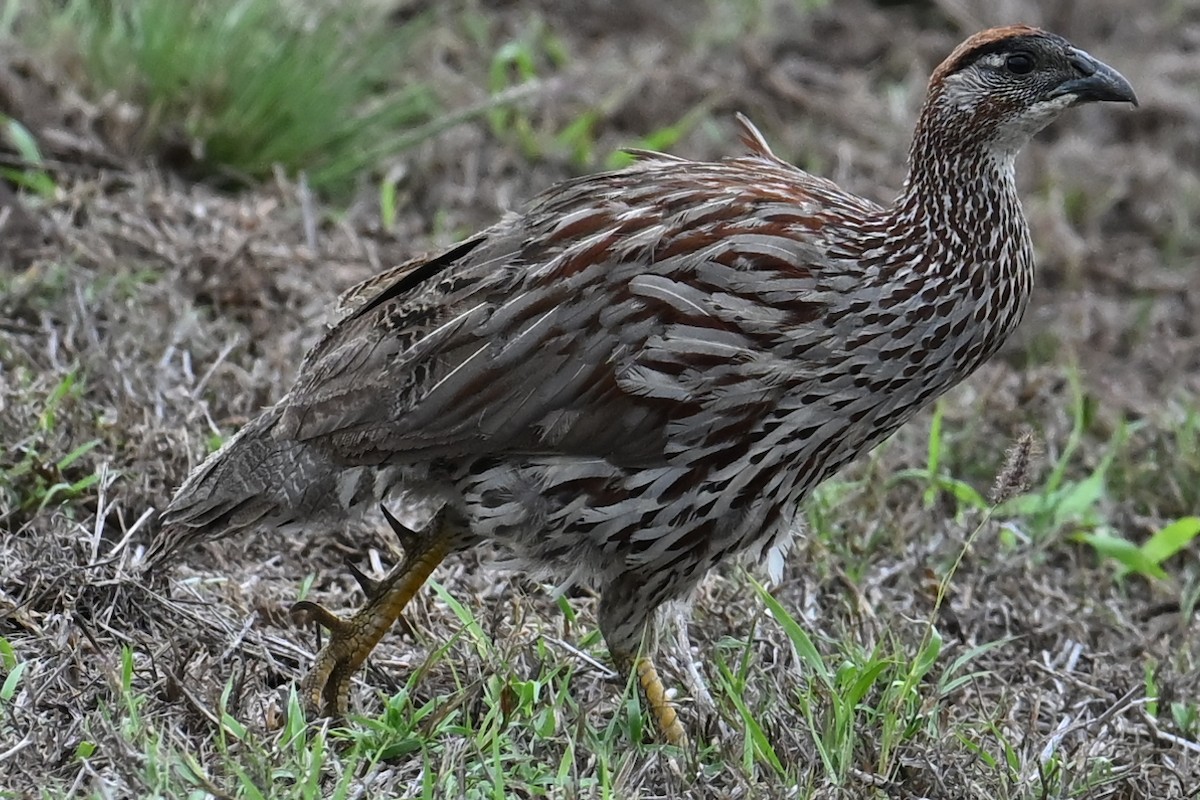 Суданский франколин - ML643698912