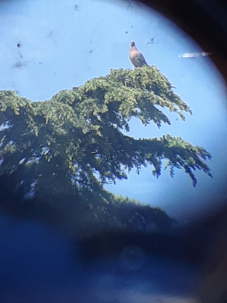 Picazuro Pigeon - ML643698914