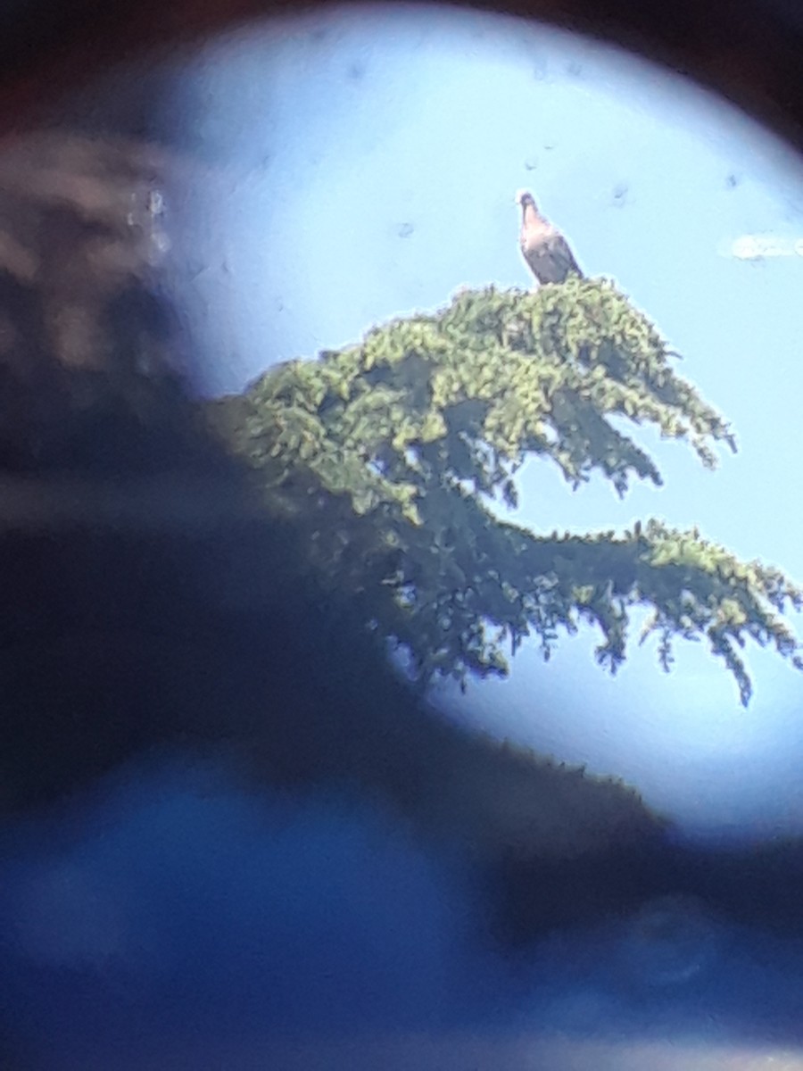 Picazuro Pigeon - ML643698915