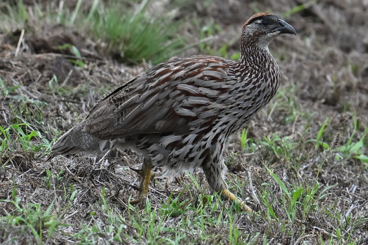 Суданский франколин - ML643698917