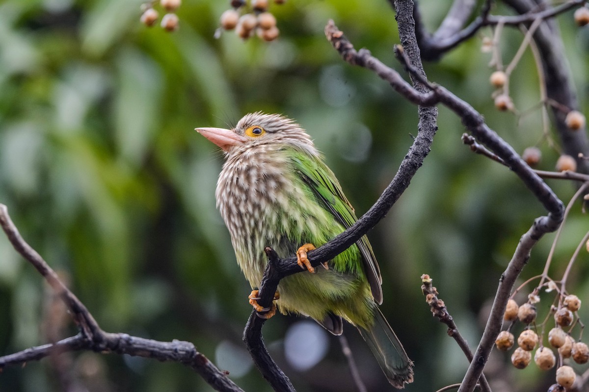 Lineated Barbet - ML643698931