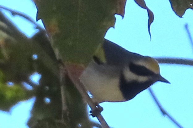 Golden-winged Warbler - ML643698932