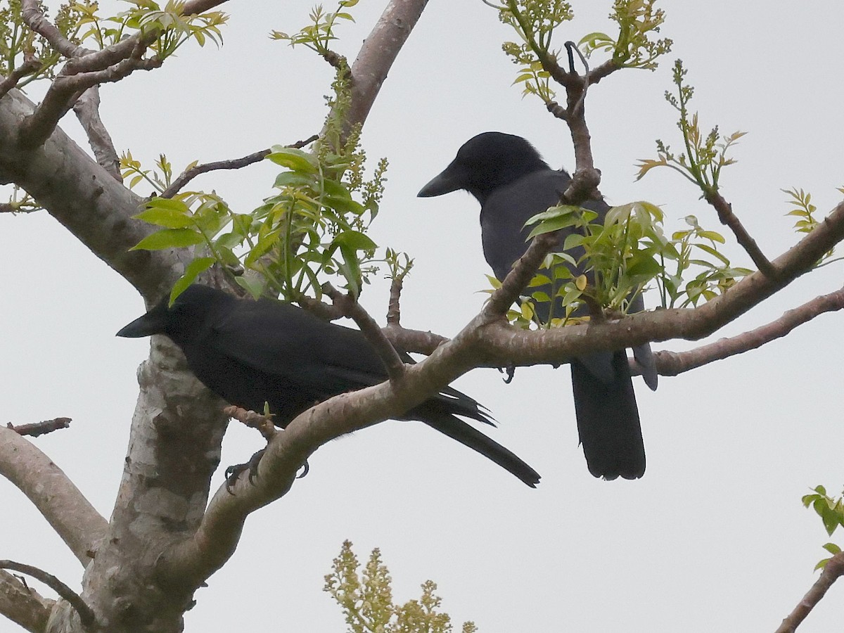 Corbeau calédonien - ML643698934