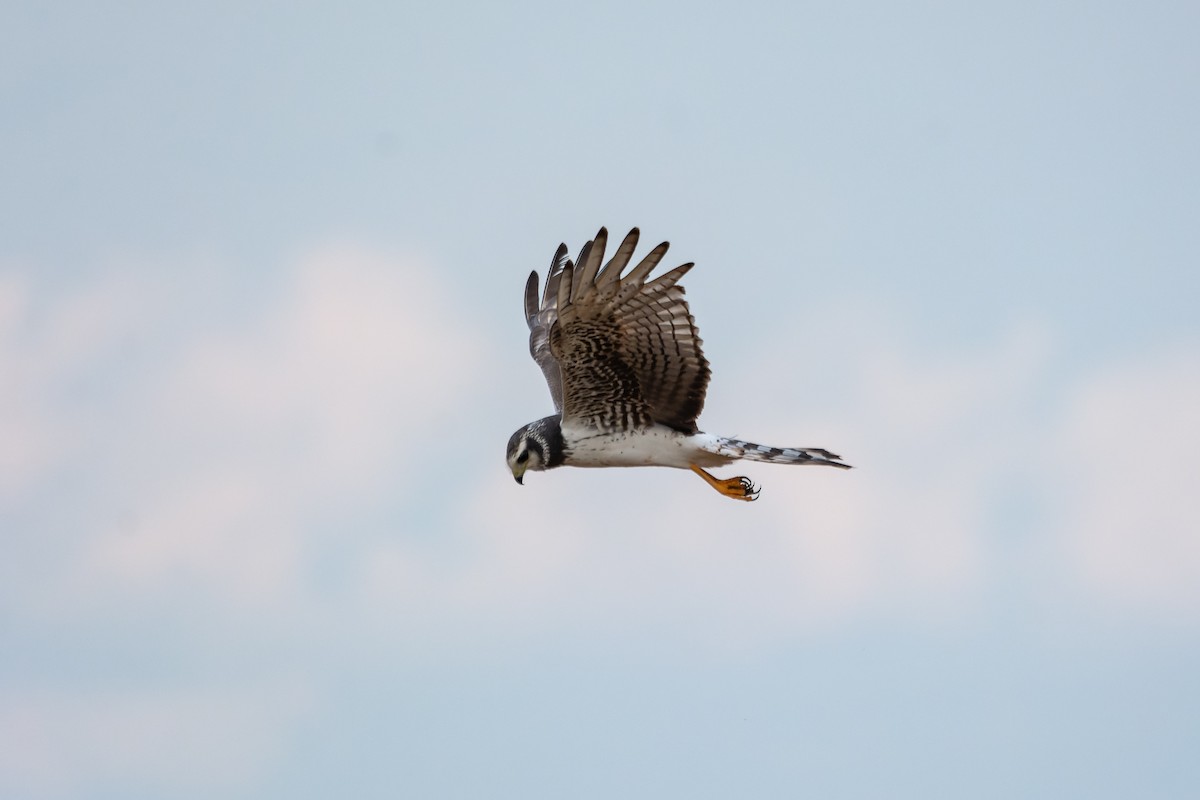 Long-winged Harrier - ML643698956