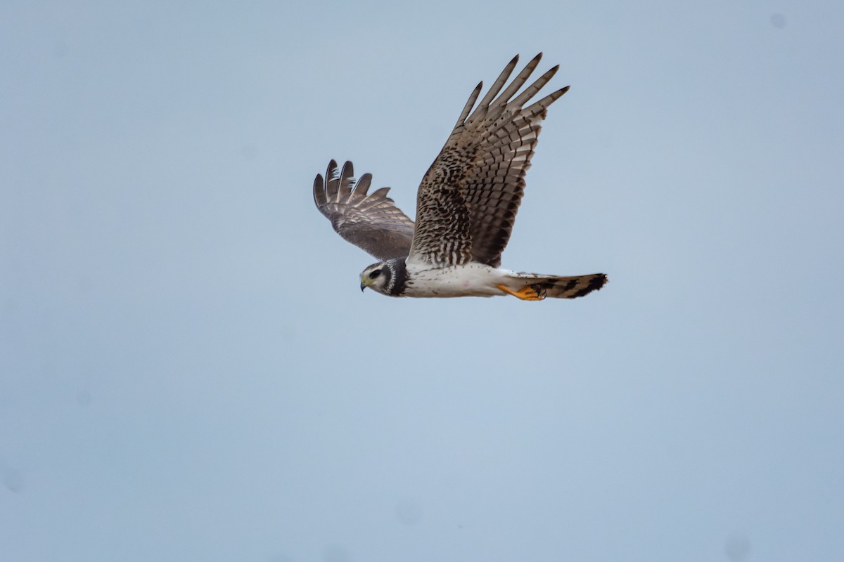 Лунь довгохвостий - ML643698958