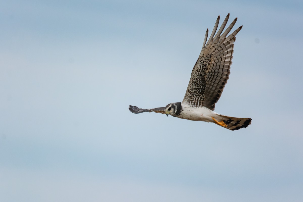 Лунь довгохвостий - ML643698961