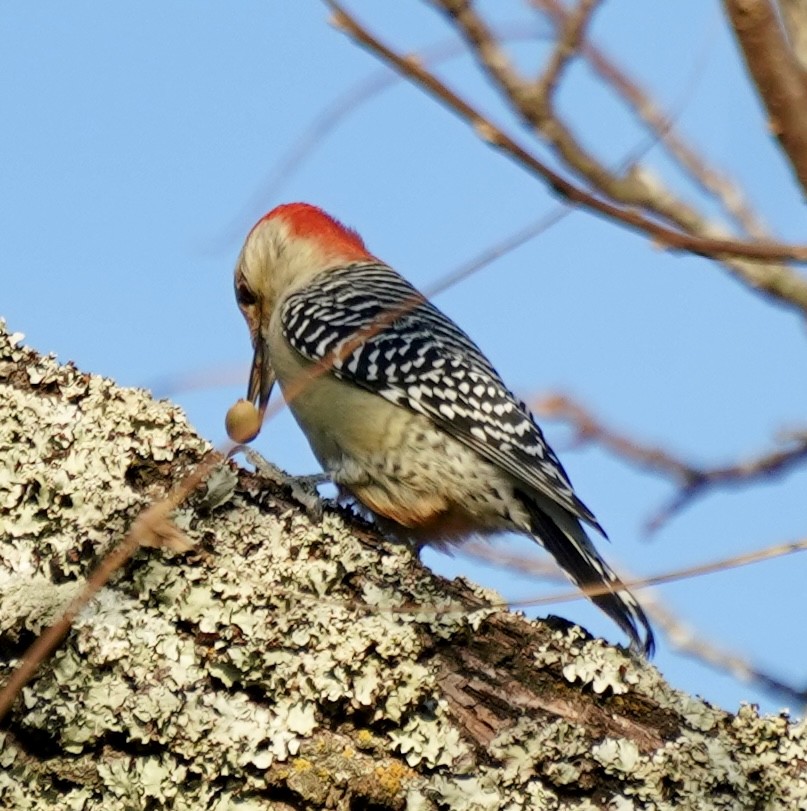 Red-bellied Woodpecker - ML643698963