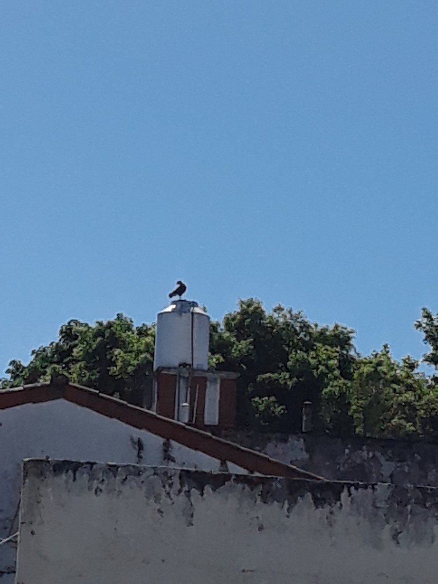 Crested Caracara - ML643698964