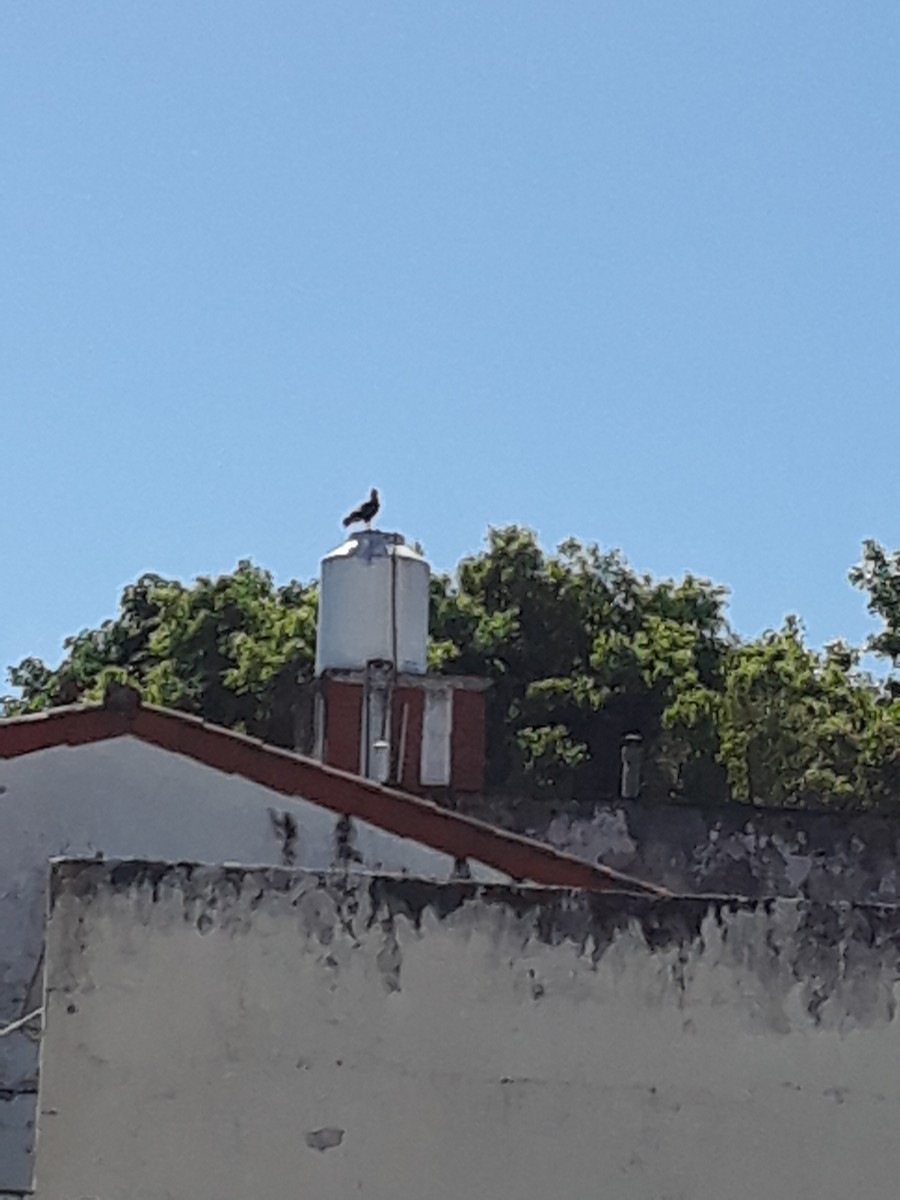 Crested Caracara - ML643698975