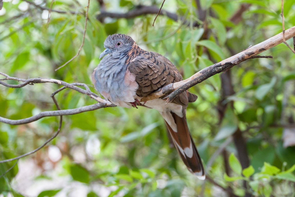 Bar-shouldered Dove - ML643698977