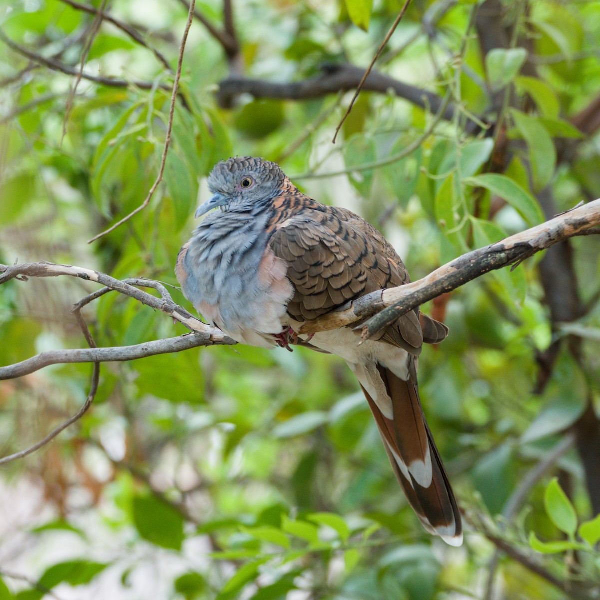 Bar-shouldered Dove - ML643698979