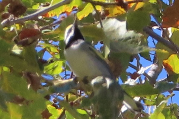 Golden-winged Warbler - ML643698981