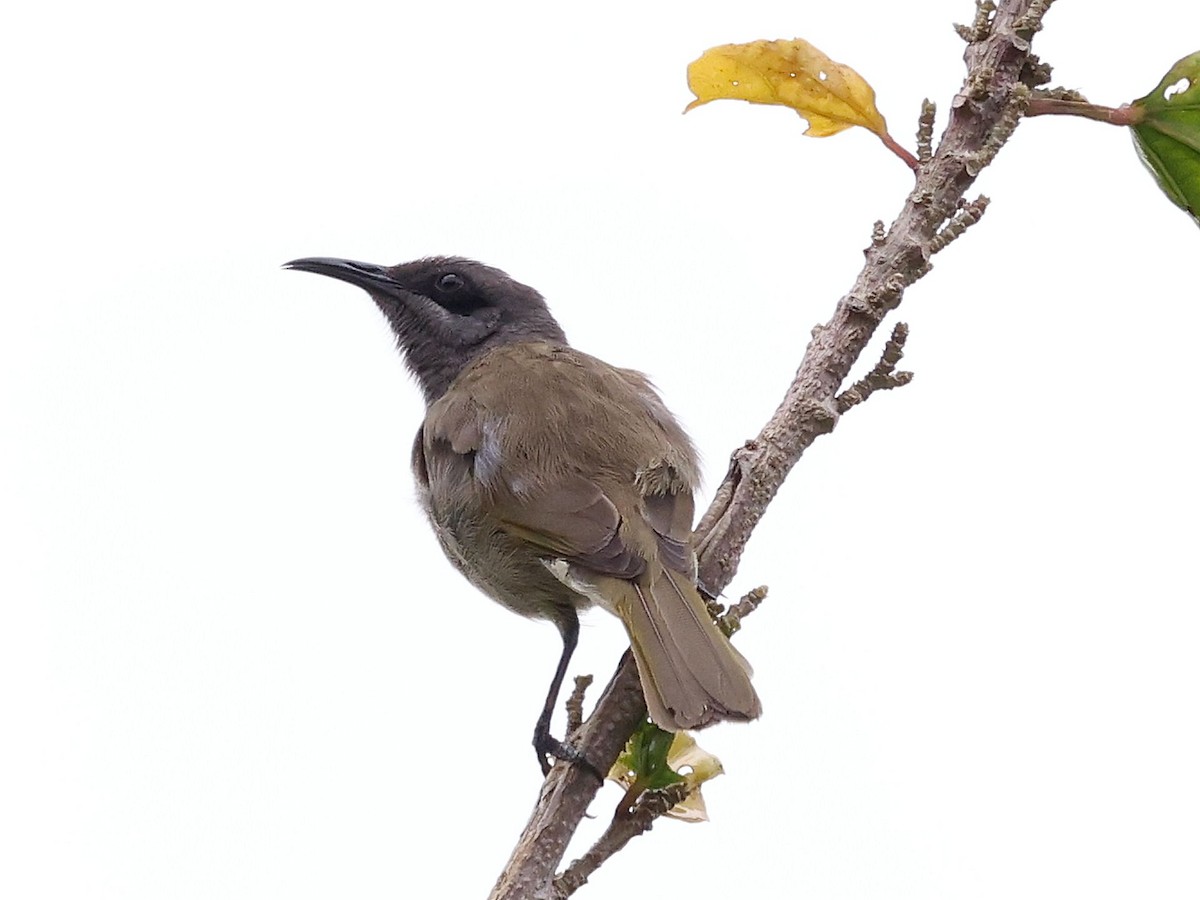 Gray-eared Honeyeater - ML643698982