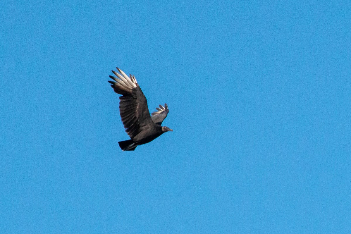 Black Vulture - ML643698984