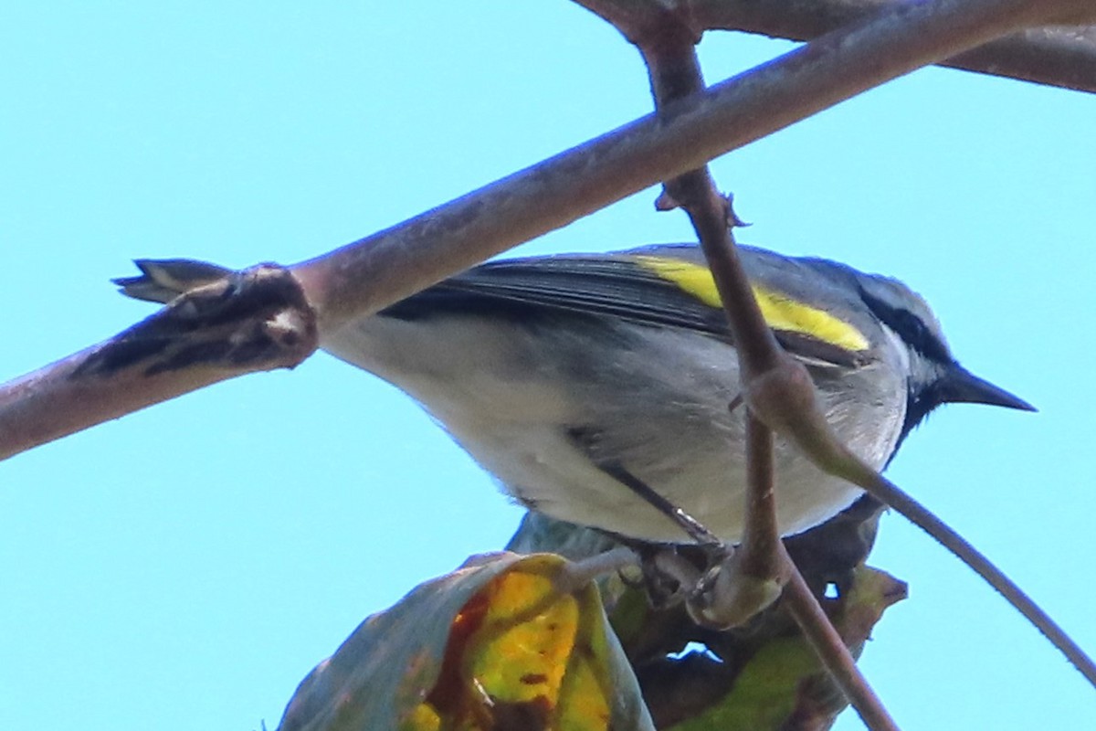 Golden-winged Warbler - ML643699013