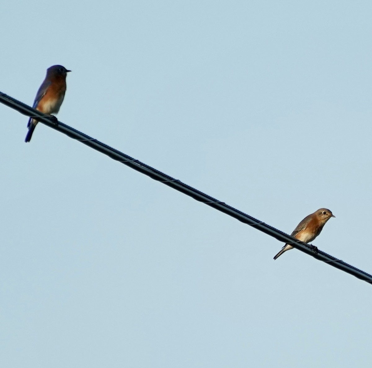 Eastern Bluebird - ML643699014