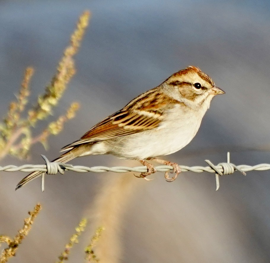 Chipping Sparrow - ML643699031