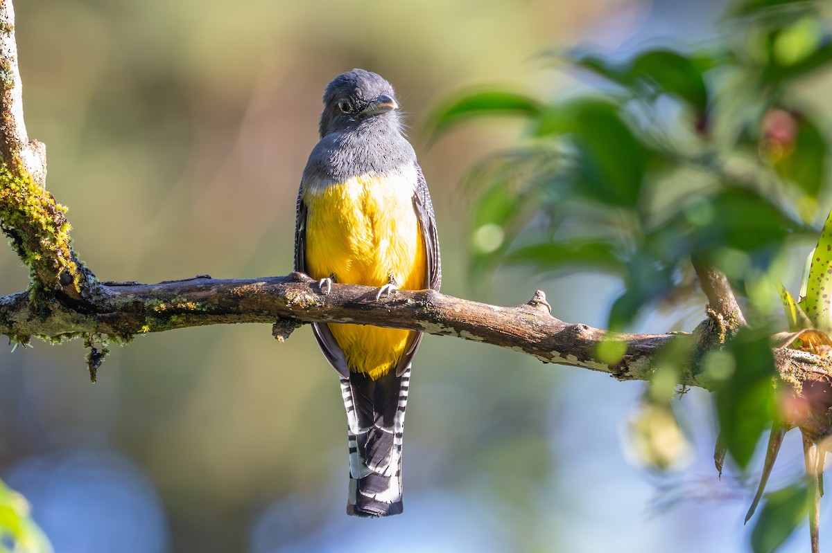 Gartered Trogon - ML643699036