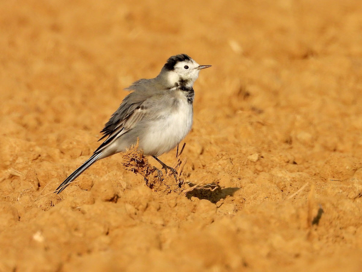 White Wagtail - ML643699038