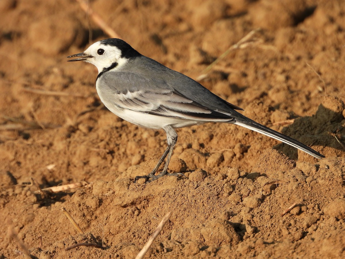 White Wagtail - ML643699039