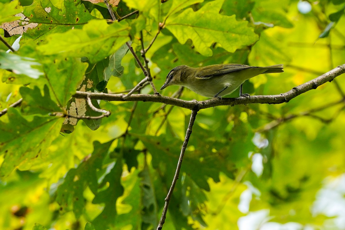 Vireo begigorria - ML643699050