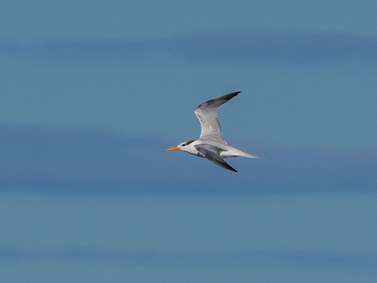 Königsseeschwalbe - ML643699070