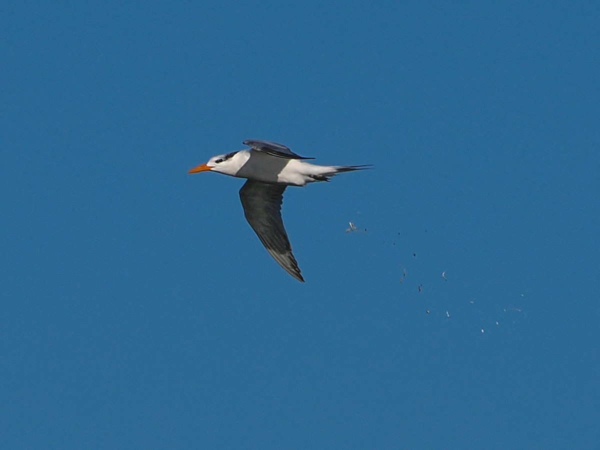 Königsseeschwalbe - ML643699072