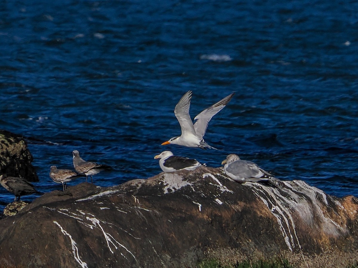 Königsseeschwalbe - ML643699073