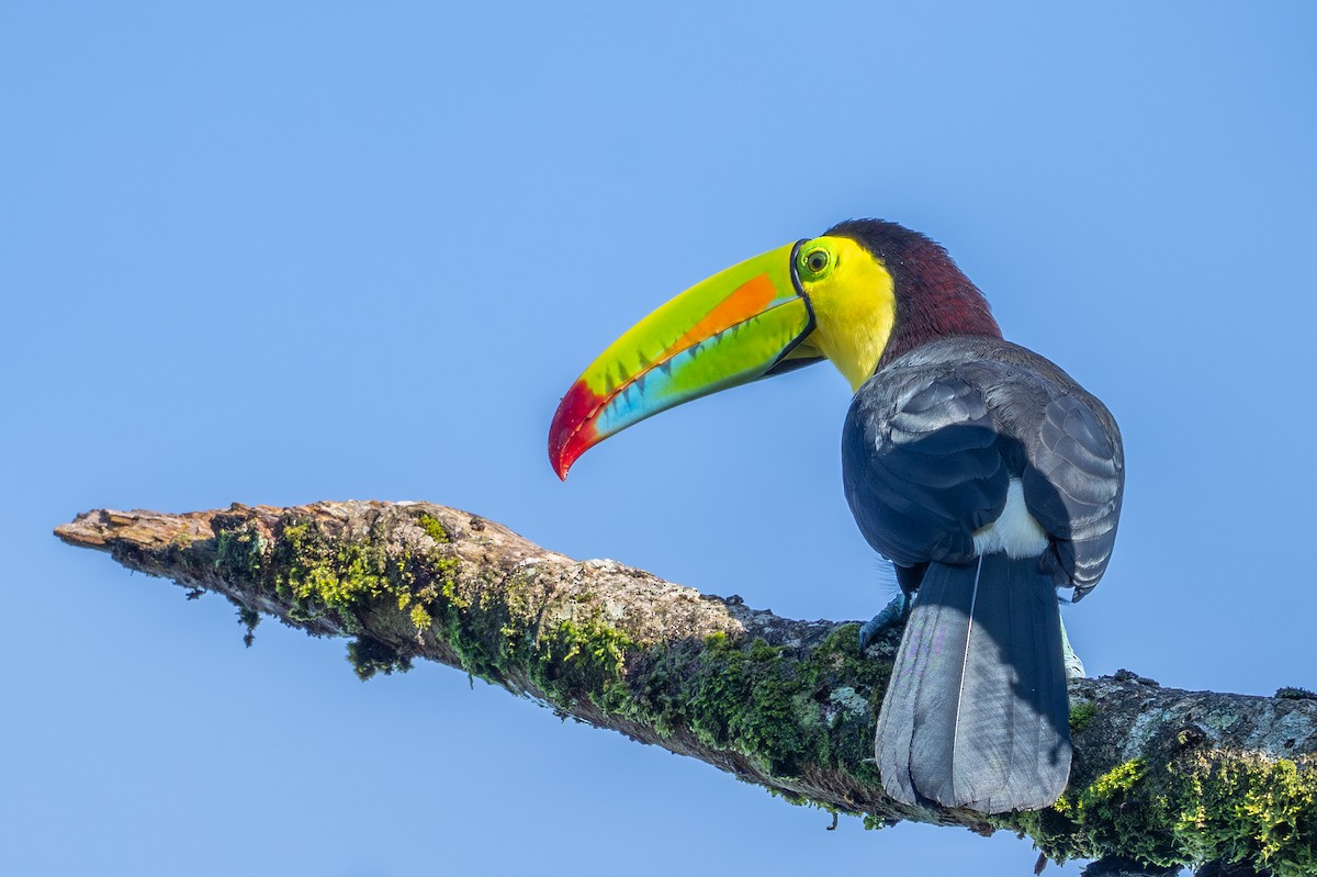 Keel-billed Toucan - ML643699075