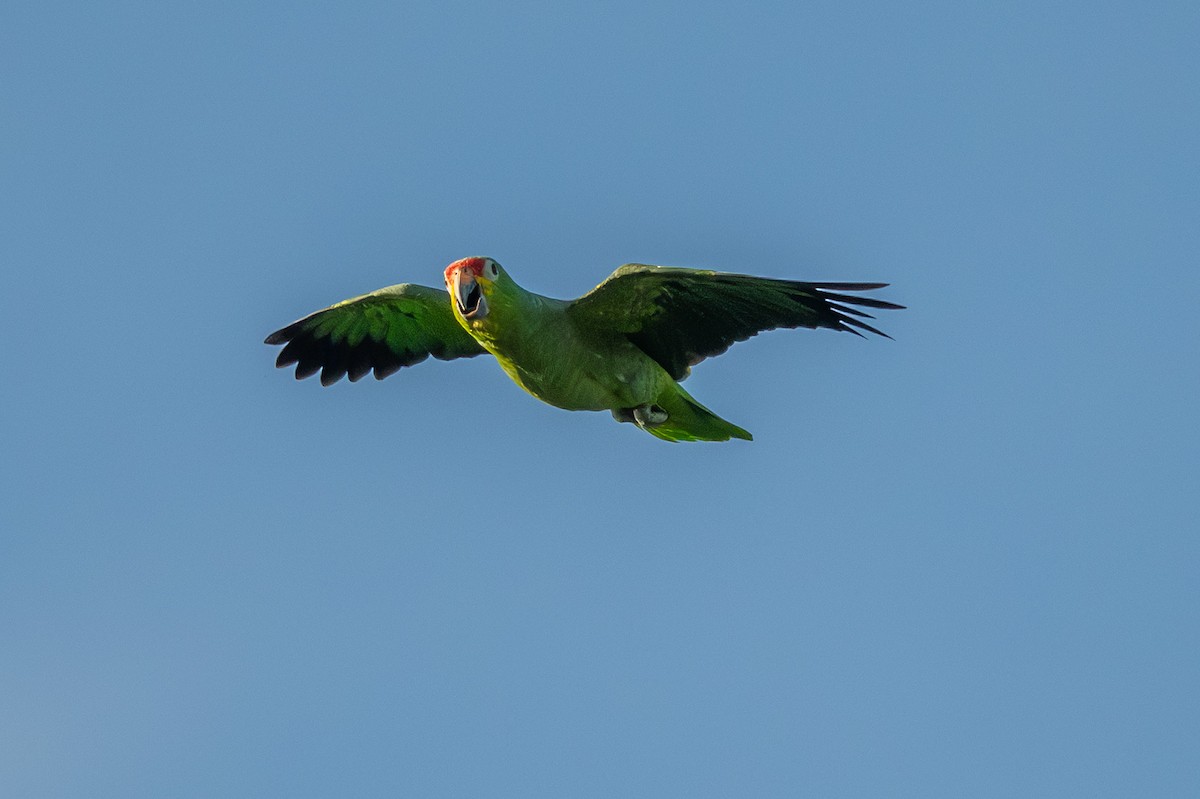 Red-lored Amazon - ML643699086