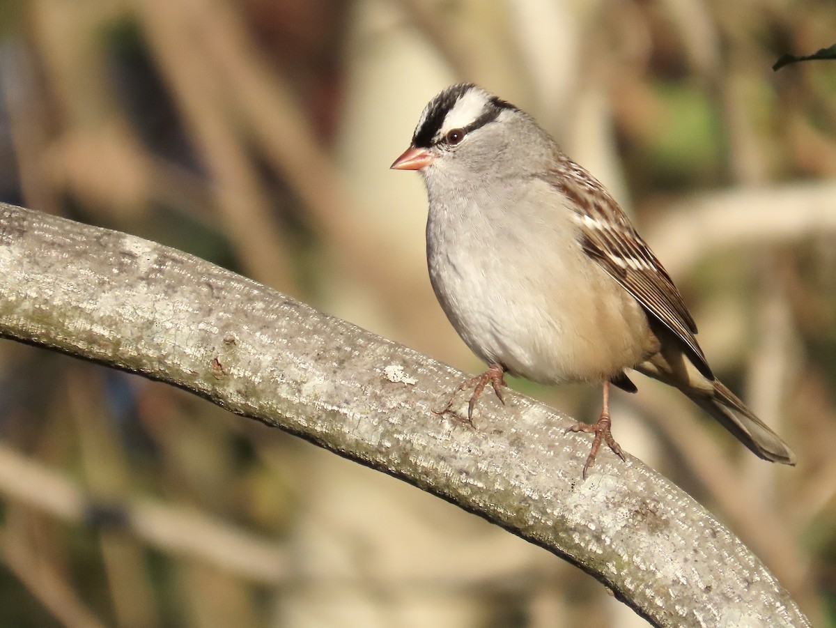 White-crowned Sparrow - ML643699091