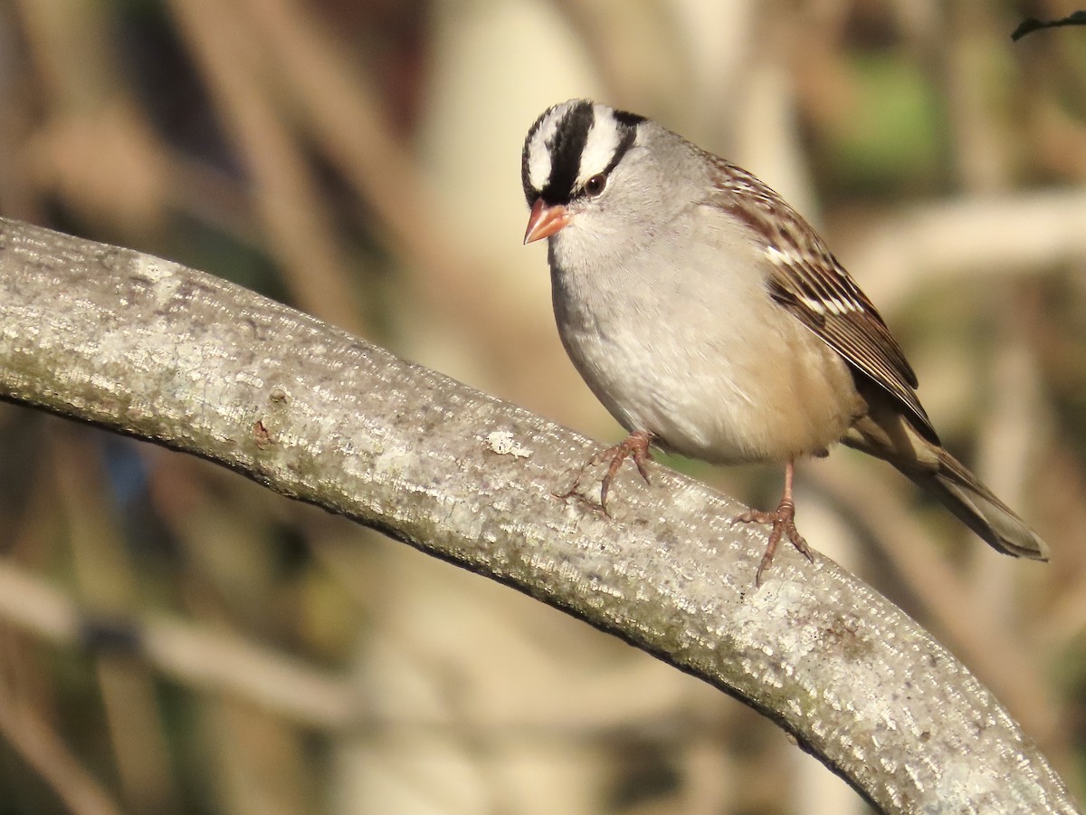 White-crowned Sparrow - ML643699092