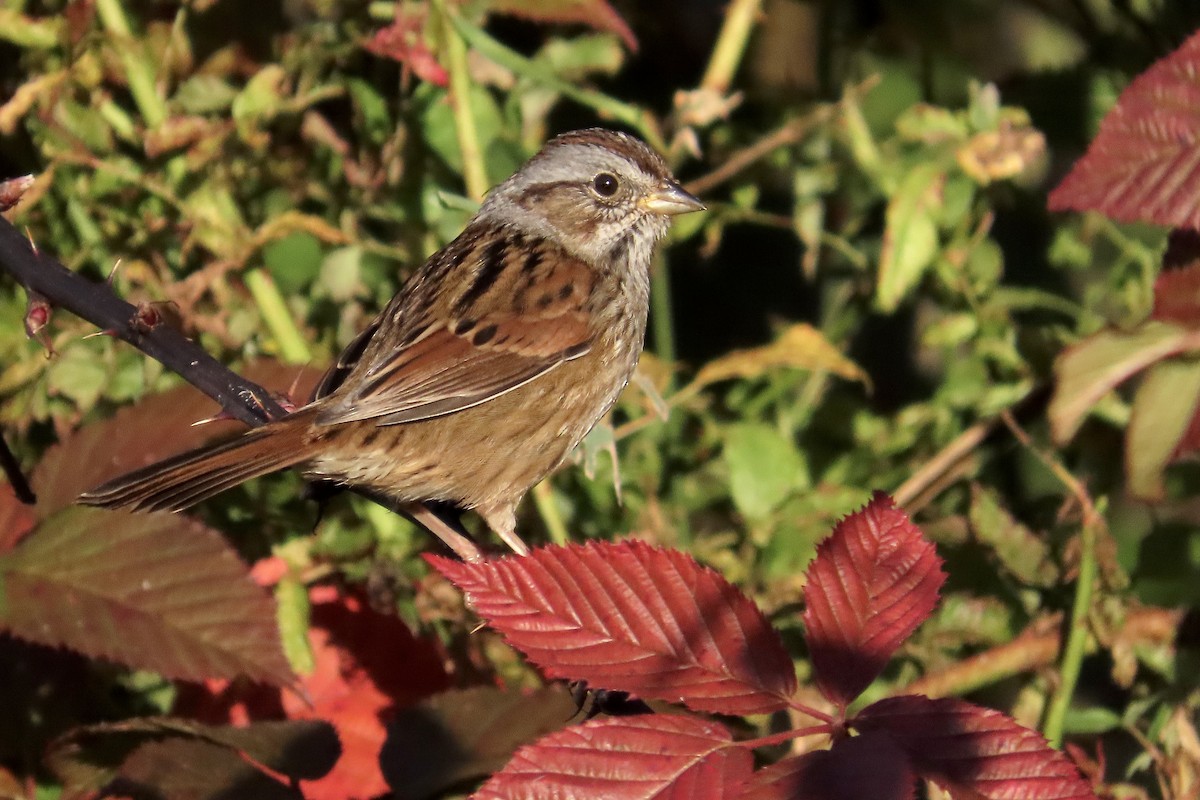 Swamp Sparrow - ML643699096