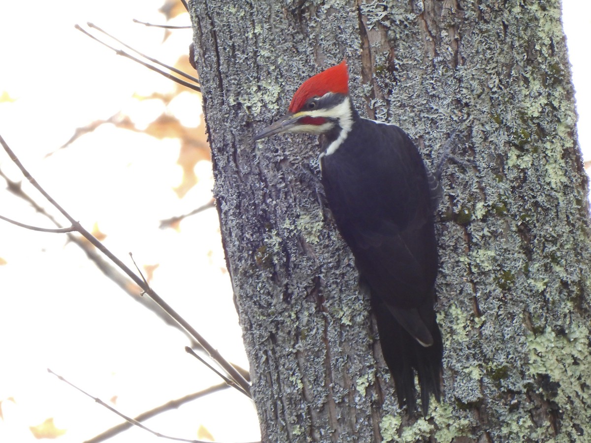 Kuzey Amerika Kara Ağaçkakanı - ML643699102