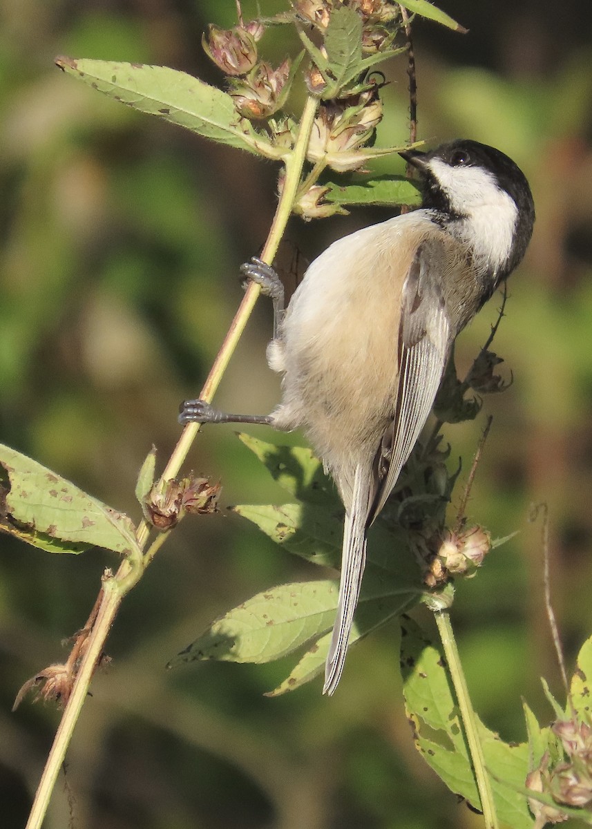 Black-capped Chickadee - ML643699106