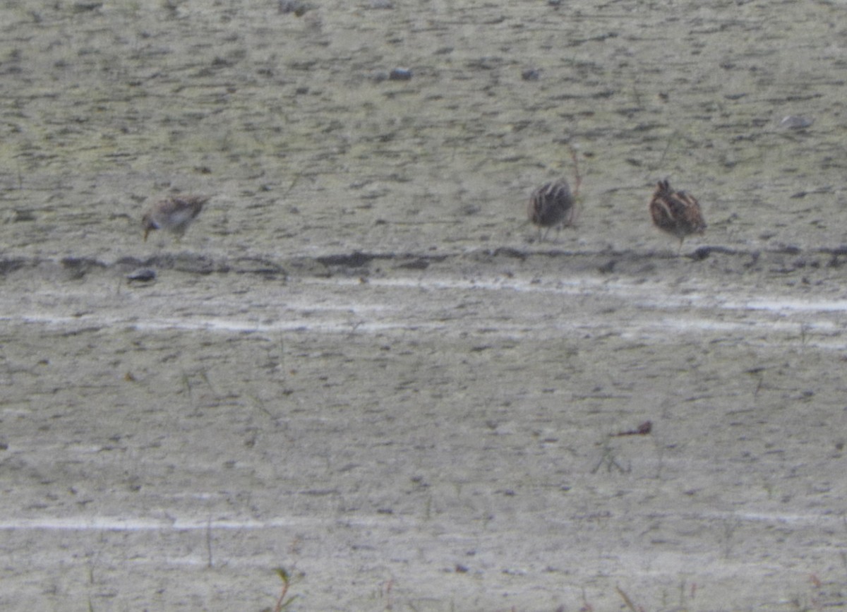 Common Snipe - ML643699109