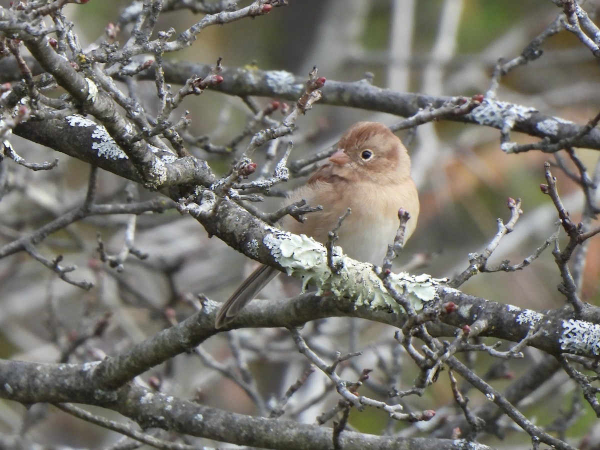 Tarla Serçesi - ML643699110