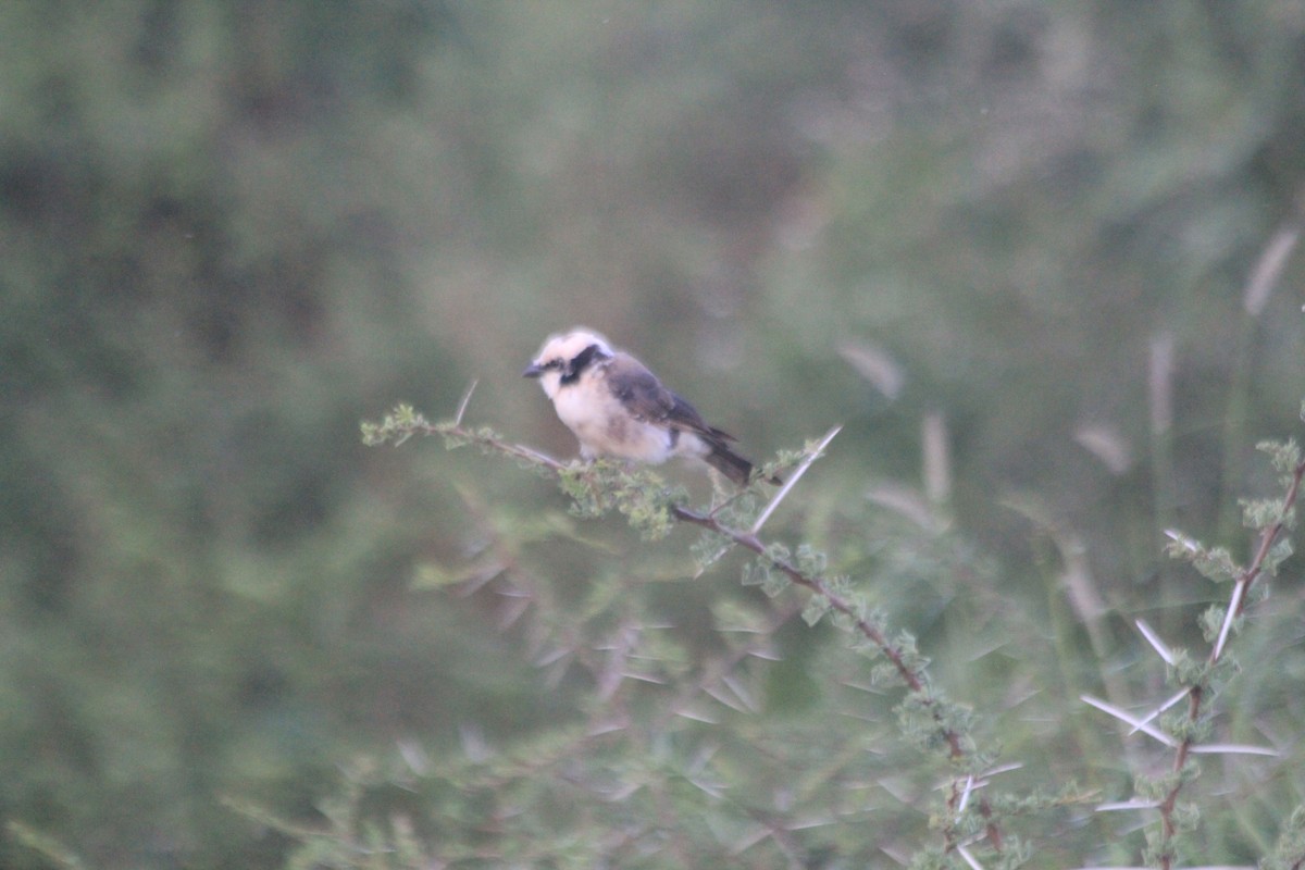 White-rumped Shrike - ML643699122