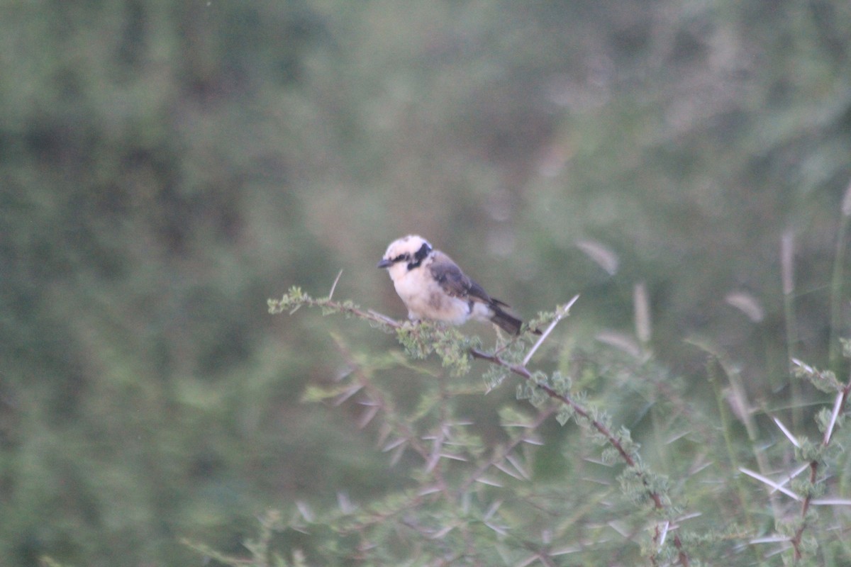 White-rumped Shrike - ML643699123