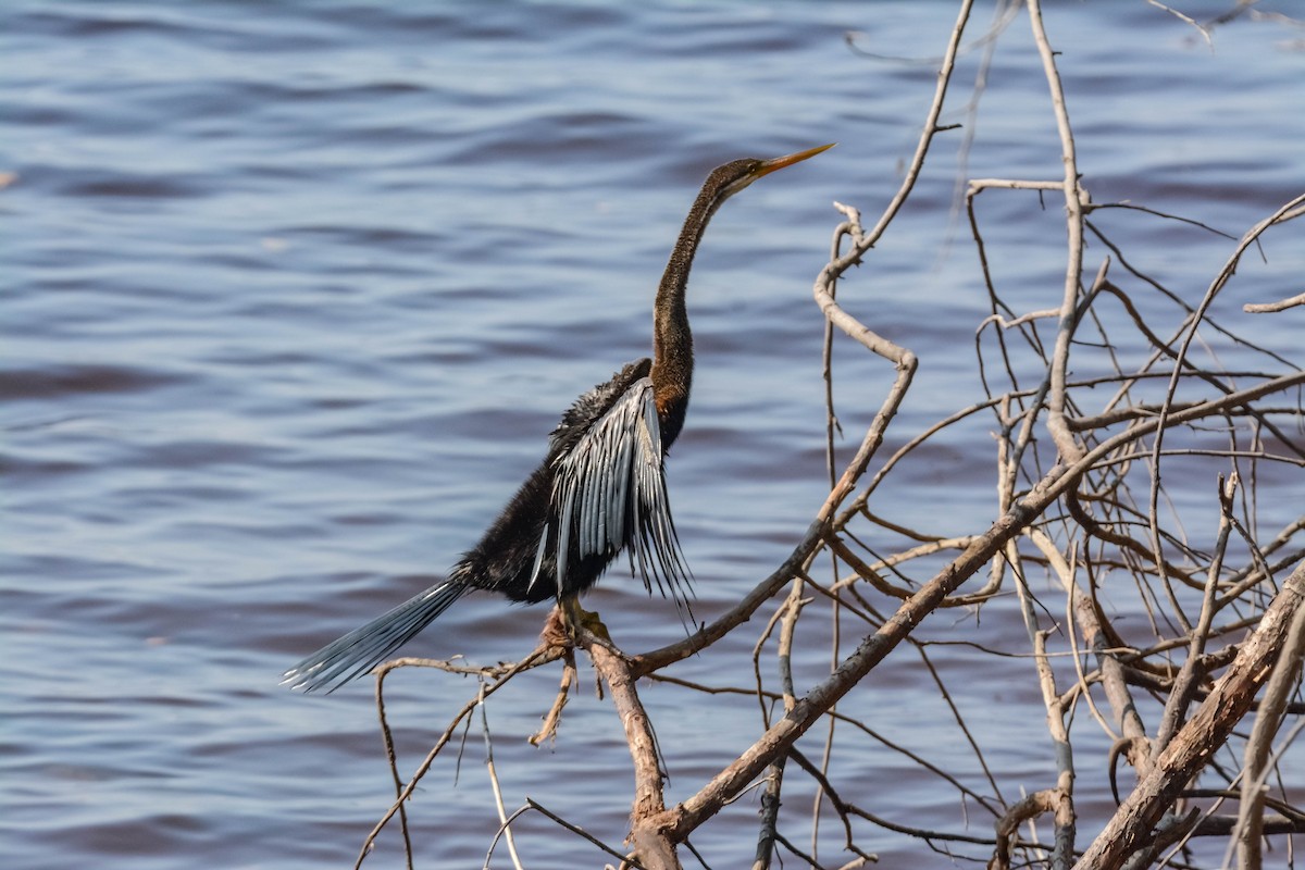 アジアヘビウ - ML643699129
