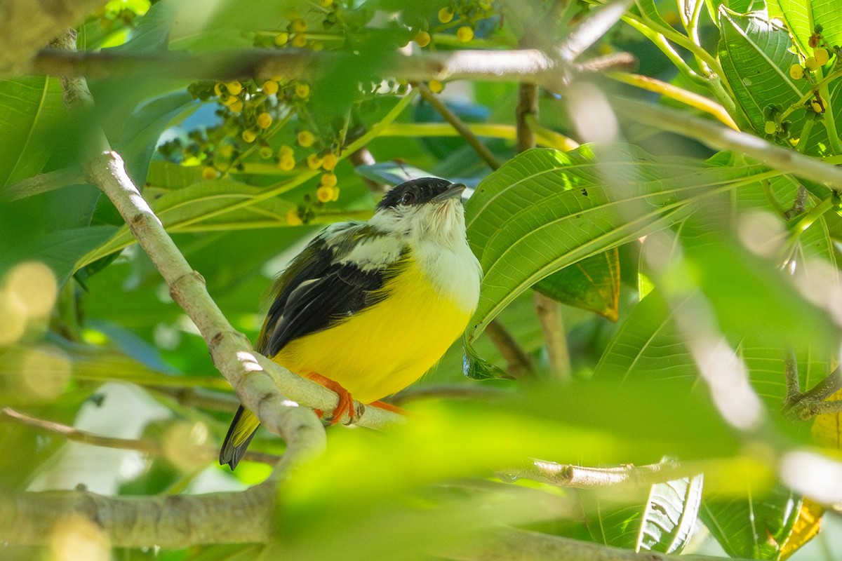 White-collared Manakin - ML643699134