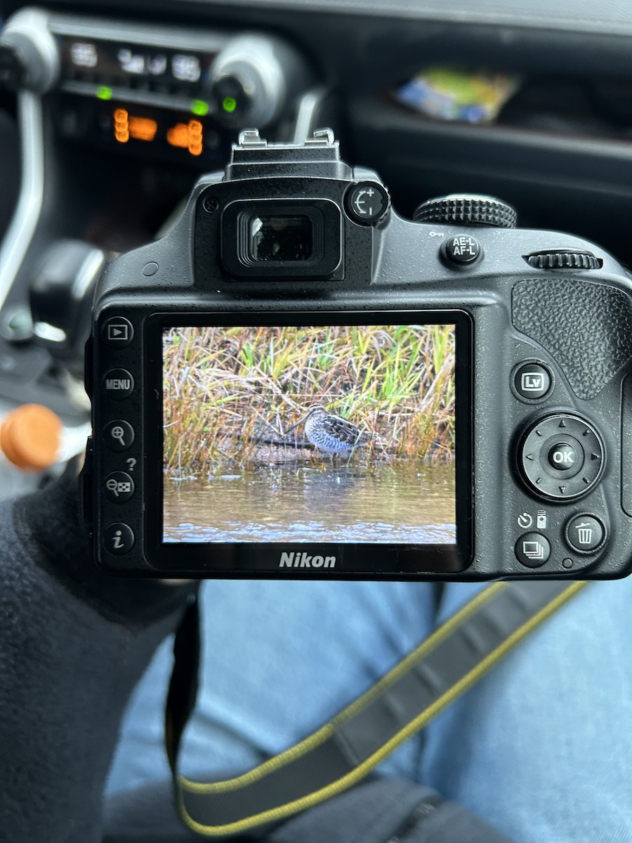 kanadabekkasin - ML643699135