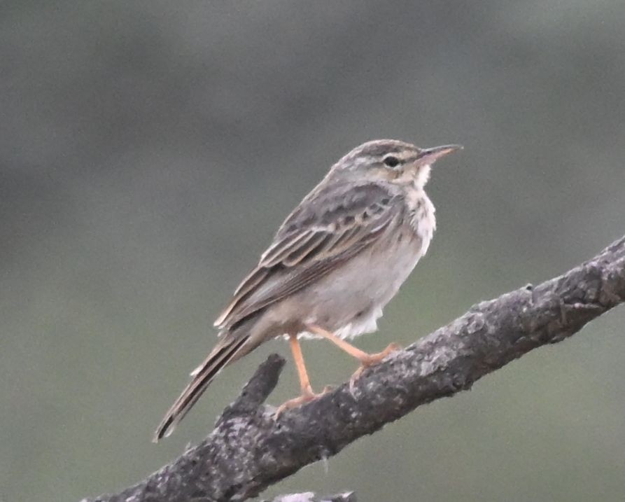 Long-billed Pipit - ML643699148