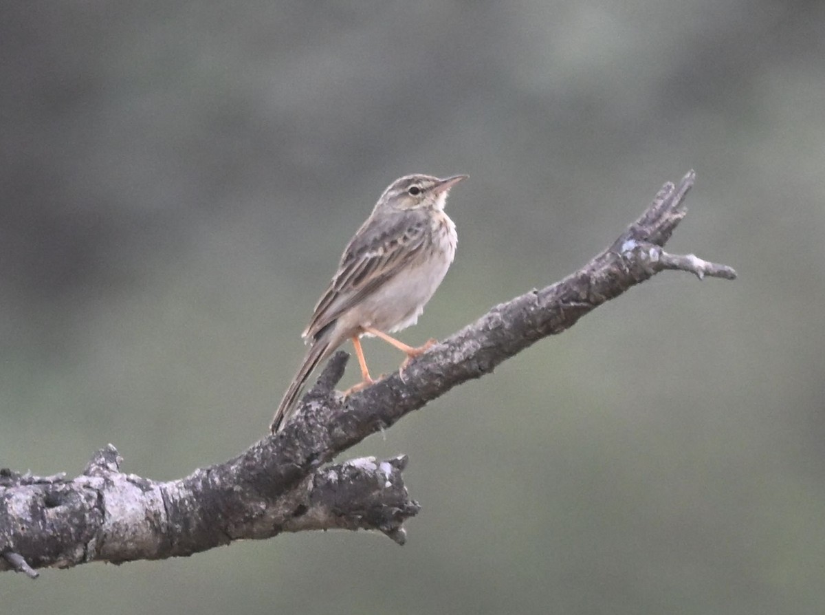 Long-billed Pipit - ML643699149