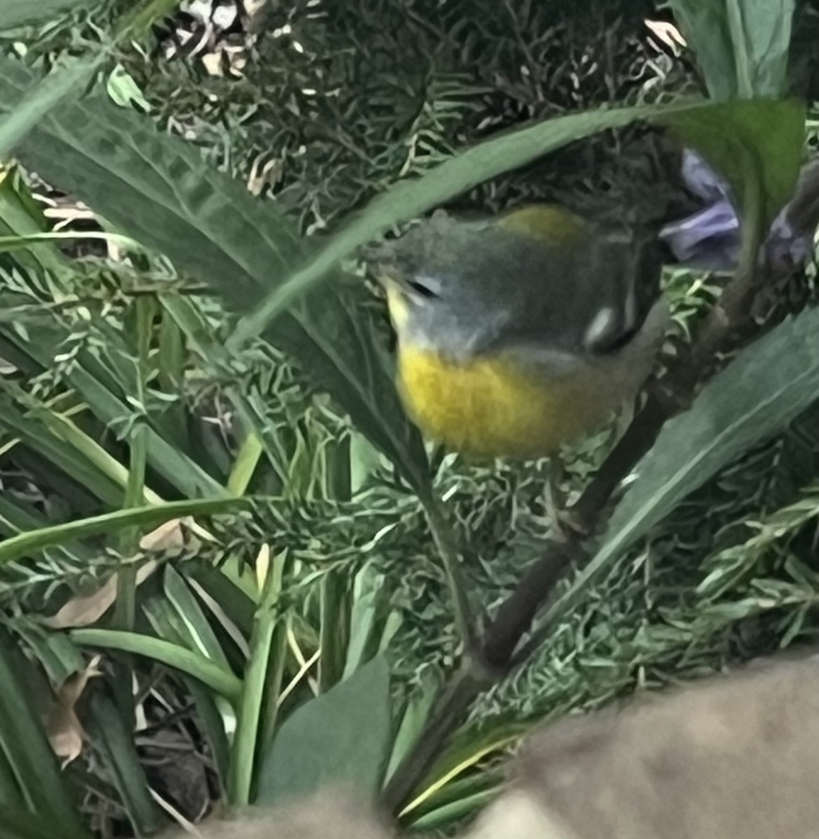 Northern Parula - ML643699155