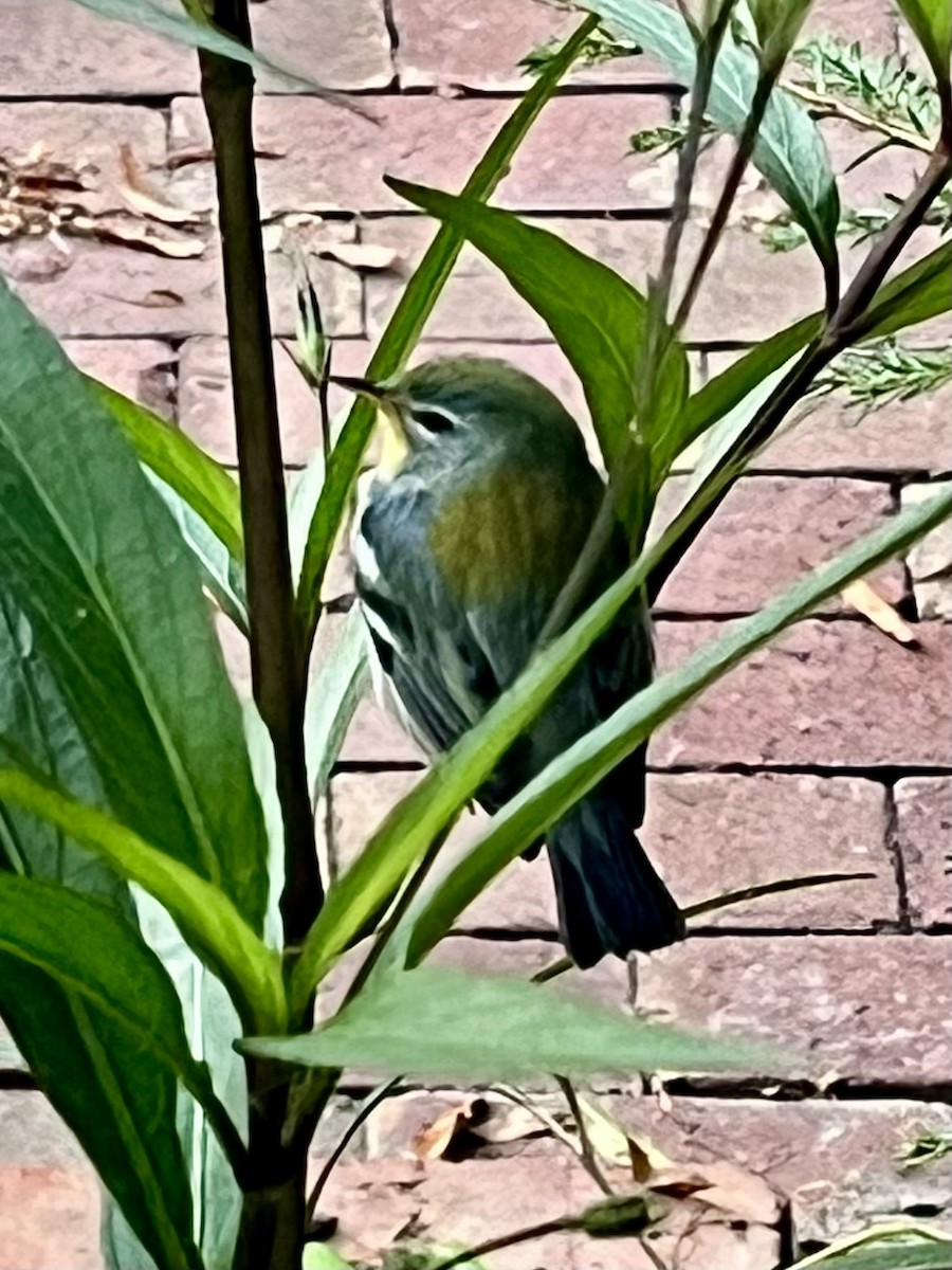 Northern Parula - ML643699156