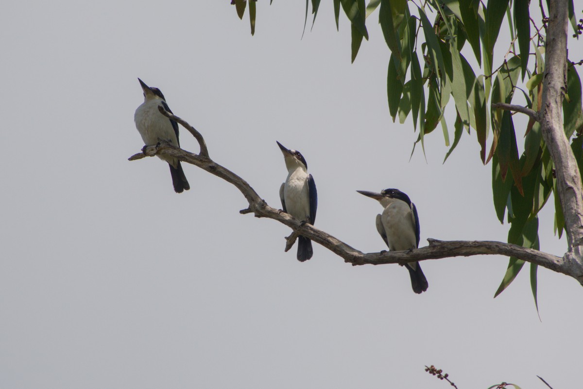 Forest Kingfisher - ML643699182