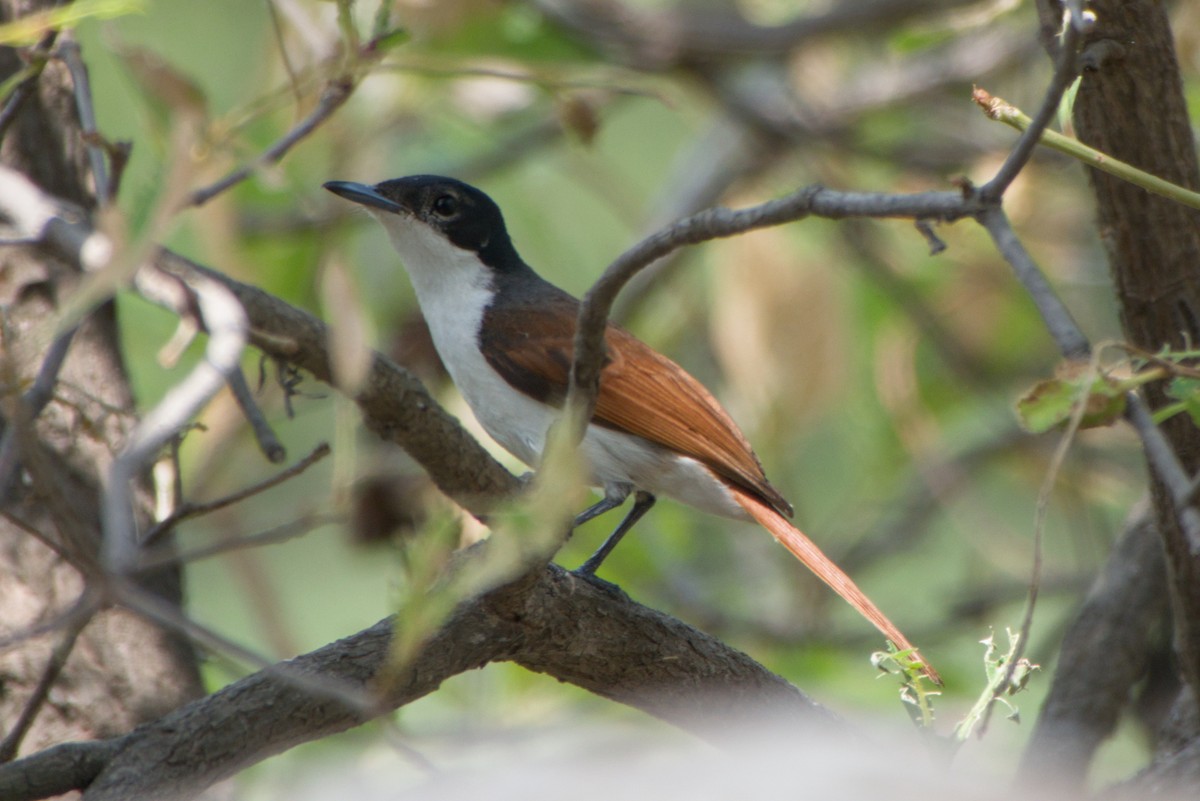 Shining Flycatcher - ML643699216