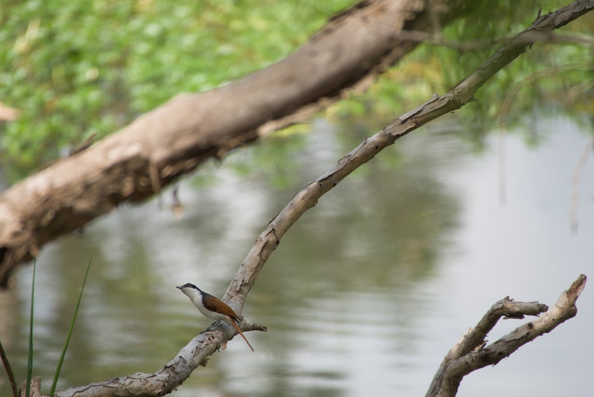Shining Flycatcher - ML643699217